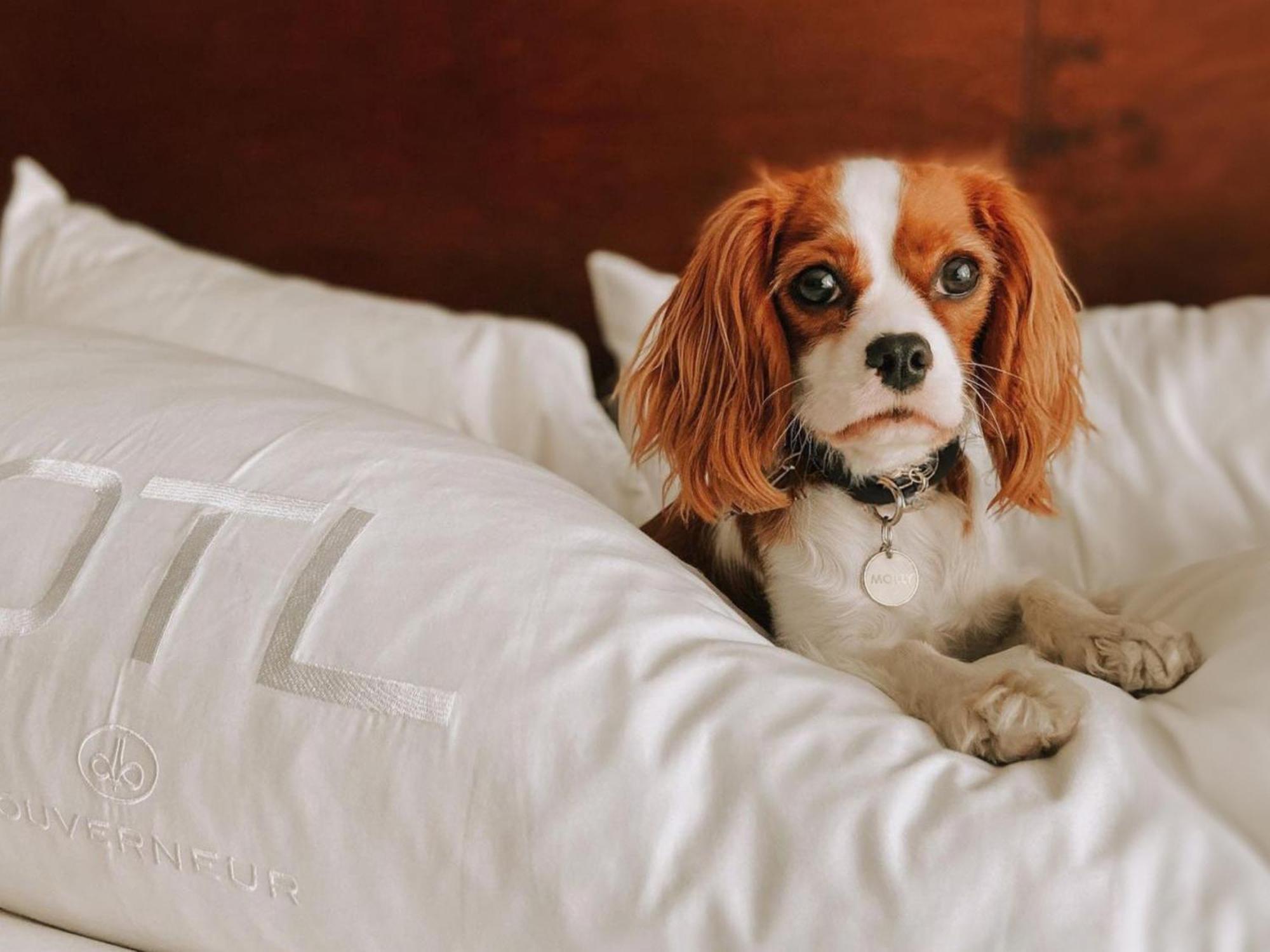 Otl Gouverneur แชร์บูร์ก ภายนอก รูปภาพ A dog on a bed